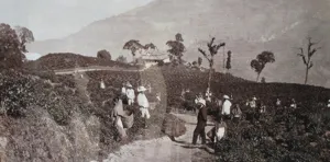 Tea of South India